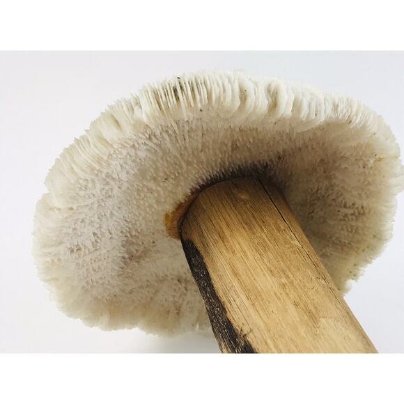 Vintage Banded Stone Marble Two Mushroom White Sculpture Primitive Wood Coral Ar - Picture 11 of 12